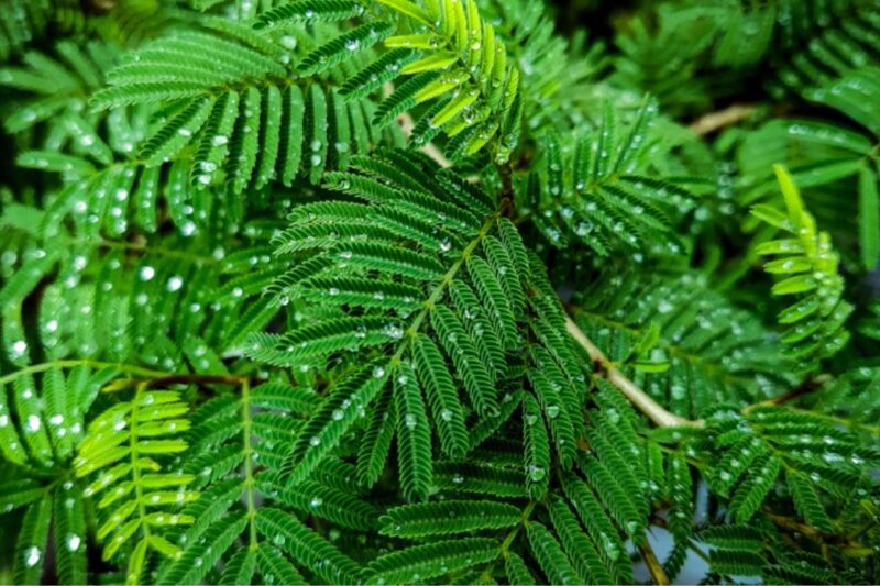 Benefits of Shami Plant in House