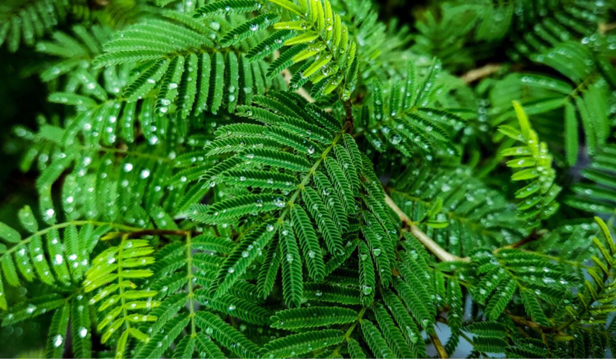 Shami Plant