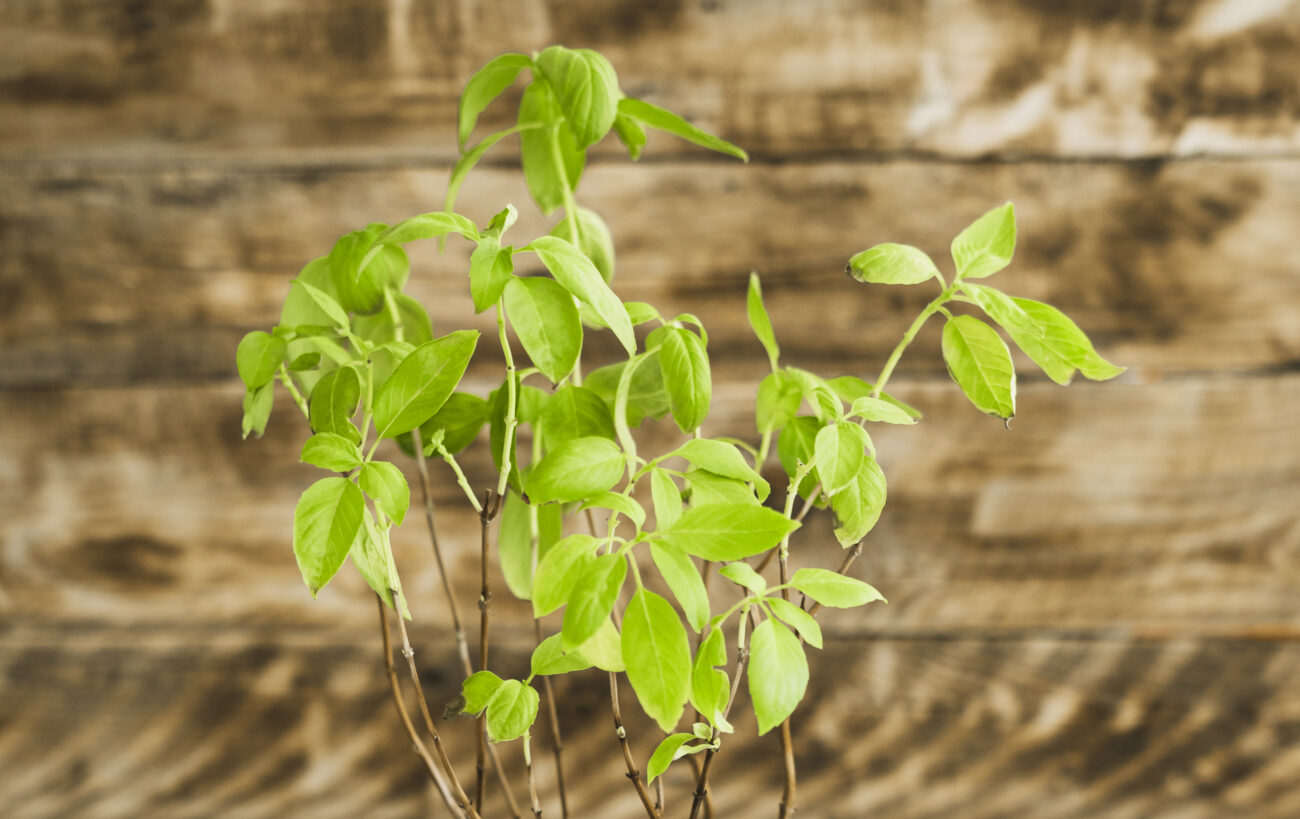 Tulsi Plant