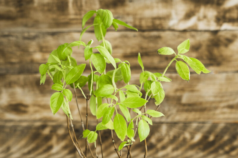 Benefits of the Tulsi Plant in Vastu Shastra
