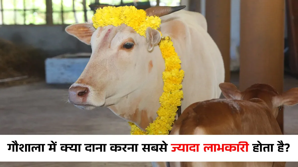 "Donate Medicine to Cow Sheds for Home Prosperity and Happiness"