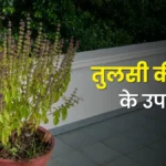 Basil Remedies: Unlock Financial Prosperity at Home 5 Basil Remedies: Unlock Financial Prosperity at Home