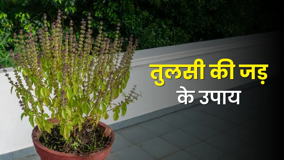 Basil Remedies: Unlock Financial Prosperity at Home 3 Basil Remedies: Unlock Financial Prosperity at Home