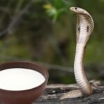 Nag Panchami: नाग पंचमी पर सांपों को दूध क्यों पिलाते हैं? जानें धार्मिक मान्यताएं 2 Nag Panchami: नाग पंचमी पर सांपों को दूध क्यों पिलाते हैं? जानें धार्मिक मान्यताएं
