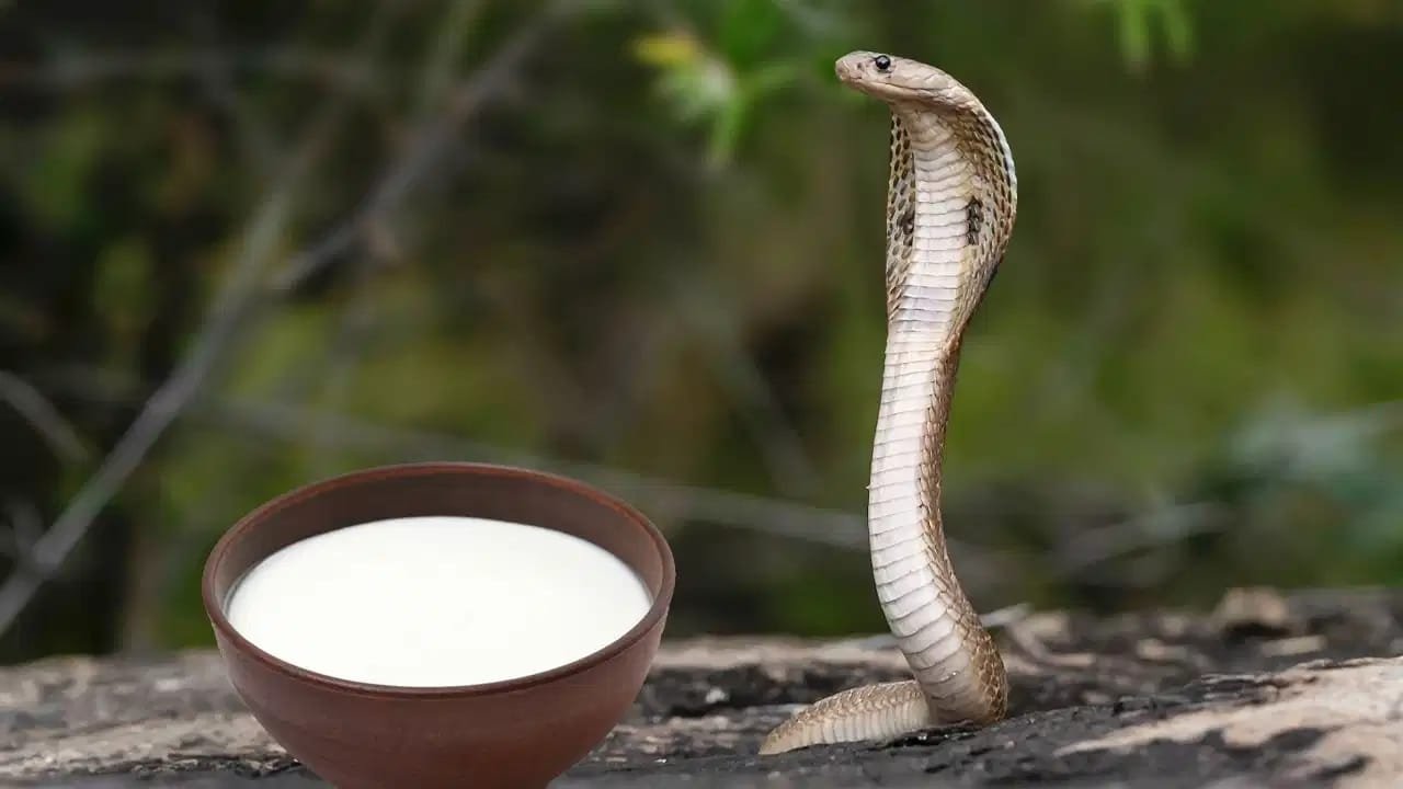 Nag Panchami: नाग पंचमी पर सांपों को दूध क्यों पिलाते हैं? जानें धार्मिक मान्यताएं