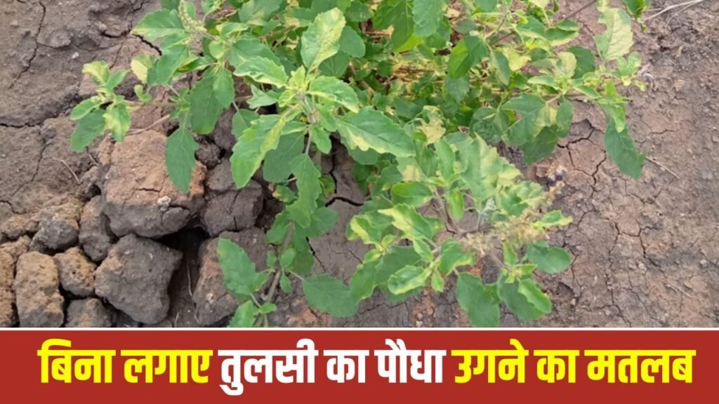 Tulsi: घर में अपने आप तुलसी का उगना है बेहद शुभ, मिलती है सुख-समृद्धि