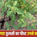 Tulsi: घर में अपने आप तुलसी का उगना है बेहद शुभ, मिलती है सुख-समृद्धि 1 Tulsi: घर में अपने आप तुलसी का उगना है बेहद शुभ, मिलती है सुख-समृद्धि
