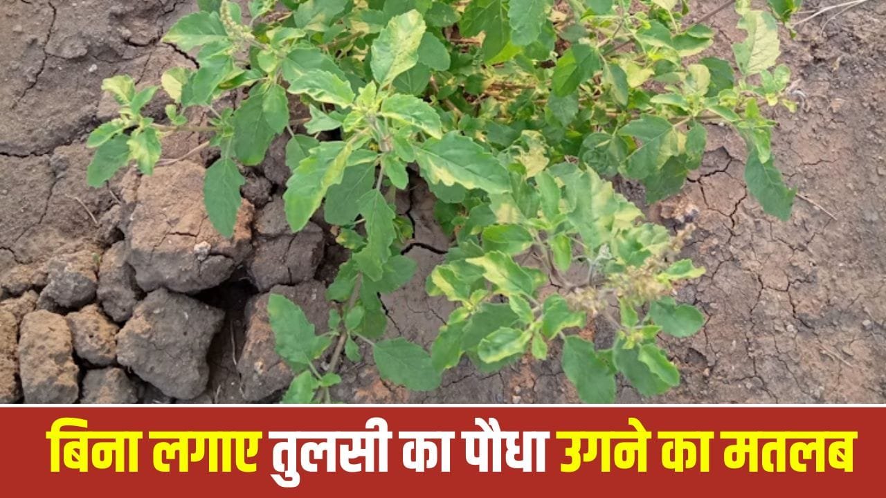 Tulsi: घर में अपने आप तुलसी का उगना है बेहद शुभ, मिलती है सुख-समृद्धि 1 Tulsi: घर में अपने आप तुलसी का उगना है बेहद शुभ, मिलती है सुख-समृद्धि